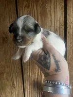 Darko , a male Miniature Dachshund for sale in Ravenswood, WV – 2 of 4