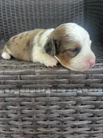 Franklin , a male Miniature Dachshund for sale in Ravenswood, WV – 2 of 5