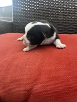 Johnny , a male Chihuahua for sale in Chillicothe, OH – Photo 2 of 5