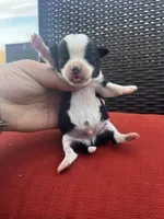 Johnny , a male Chihuahua for sale in Chillicothe, OH – Photo 3 of 5