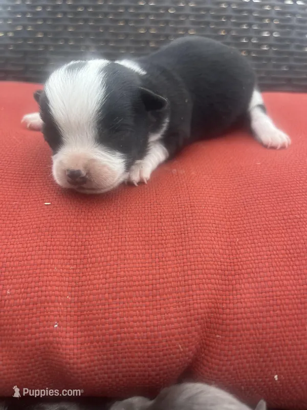 Johnny  – Chihuahua puppy for sale in Chillicothe, OH