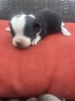 Johnny , a male Chihuahua for sale in Chillicothe, OH – Photo 1 of 5