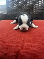 Johnny , a male Chihuahua for sale in Chillicothe, OH – Photo 4 of 5