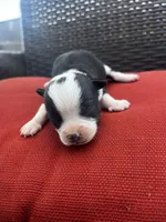 Johnny , a male Chihuahua for sale in Chillicothe, OH – Photo 5 of 5