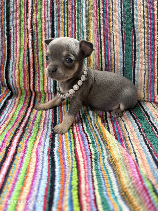 Buttercup  – Chihuahua puppy for sale in Ravenswood, WV