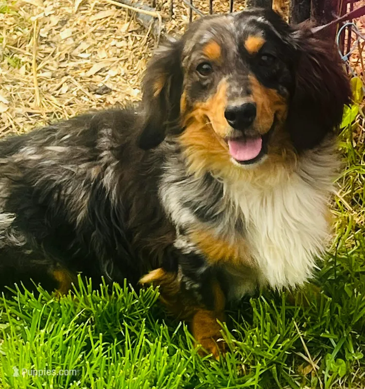 Tango  – Dachshund puppy for sale in Ravenswood, WV