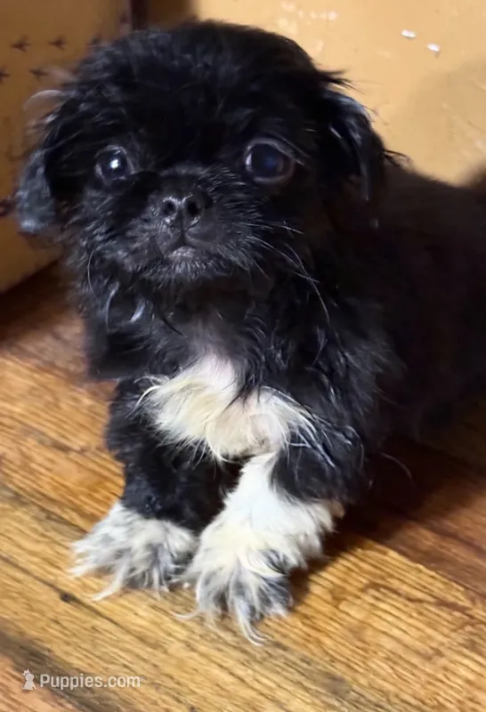 Raven  – Pekingese puppy for sale in Ravenswood, WV