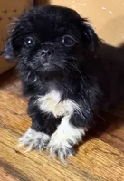 Raven , a female Pekingese for sale in Ravenswood, WV – 1 of 1