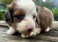 Franklin lh dapple , a male Miniature Dachshund for sale in Ravenswood, WV – 2 of 3