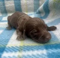 Chocolate male LH , a male Miniature Dachshund for sale in Ravenswood, WV – Photo 2 of 3