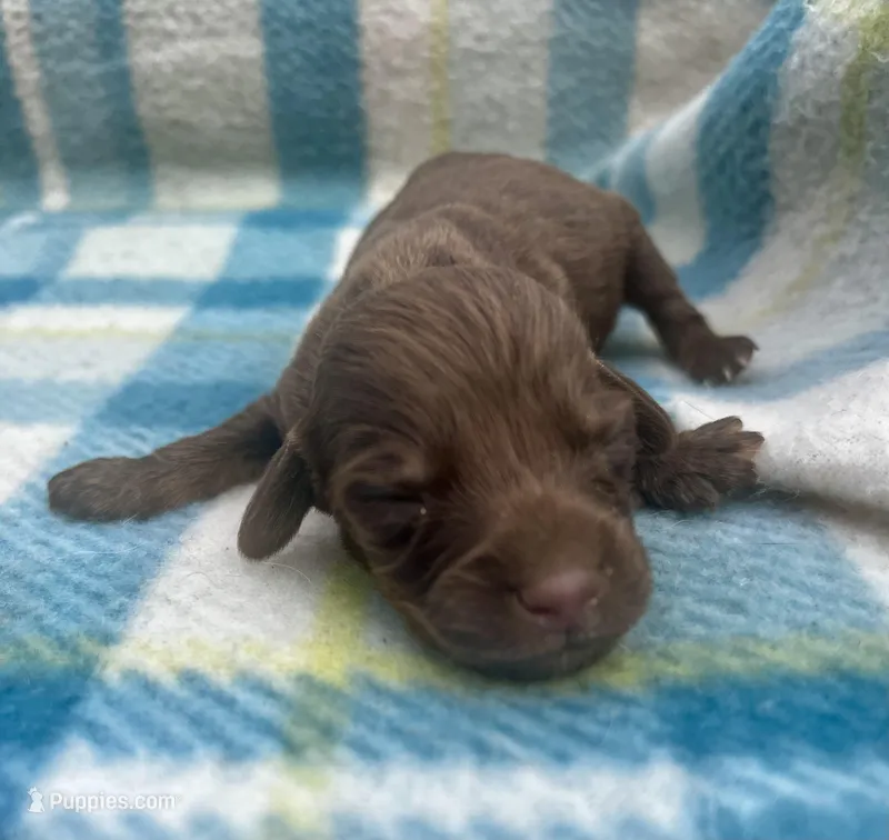 Chocolate male LH  – Miniature Dachshund puppy for sale in Ravenswood, WV