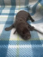 Chocolate male LH , a male Miniature Dachshund for sale in Ravenswood, WV – Photo 3 of 3