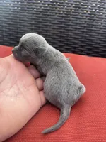 Waylon , a male Chihuahua for sale in Chillicothe, OH – Photo 5 of 6