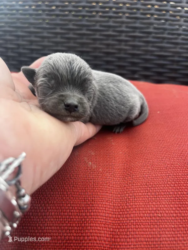 Waylon  – Chihuahua puppy for sale in Chillicothe, OH