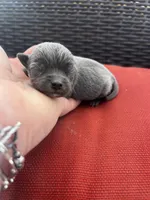 Waylon , a male Chihuahua for sale in Chillicothe, OH – Photo 1 of 6