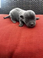 Waylon , a male Chihuahua for sale in Chillicothe, OH – Photo 6 of 6