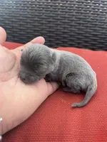 Waylon , a male Chihuahua for sale in Chillicothe, OH – Photo 2 of 6