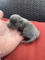 Waylon , a male Chihuahua for sale in Chillicothe, OH – Photo 3 of 6