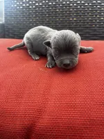 Waylon , a male Chihuahua for sale in Chillicothe, OH – Photo 4 of 6