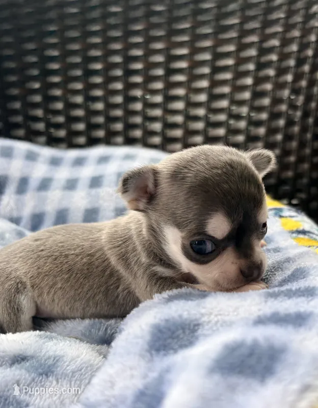 Bosco – Chihuahua puppy for sale in Ravenswood, WV
