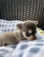 Bosco, a male Chihuahua for sale in Ravenswood, WV – 1 of 1