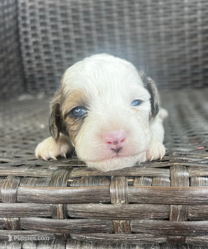 Franklin  – Miniature Dachshund puppy for sale in Ravenswood, WV