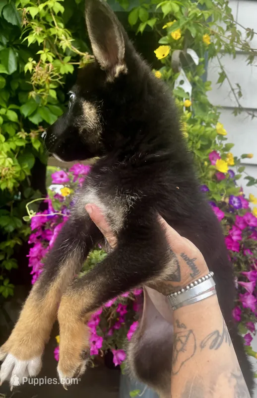 Roscoe  – German Shepherd Dog puppy for sale in Ravenswood, WV