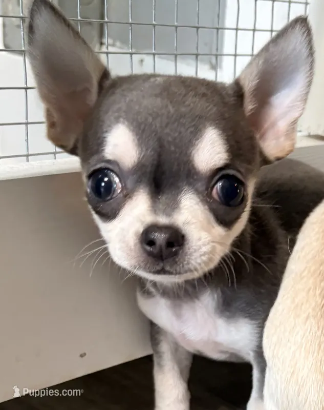 Boo berry  – Chihuahua puppy for sale in Ravenswood, WV