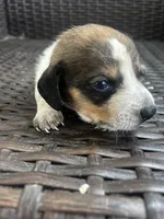 Freddie , a male Miniature Dachshund for sale in Ravenswood, WV – 3 of 3