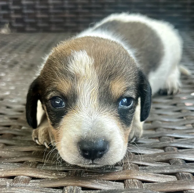 Freddie  – Miniature Dachshund puppy for sale in Ravenswood, WV