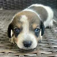 Freddie , a male Miniature Dachshund for sale in Ravenswood, WV – 1 of 3