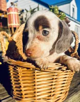 Freckles , a female Miniature Dachshund for sale in Ravenswood, WV – 2 of 4