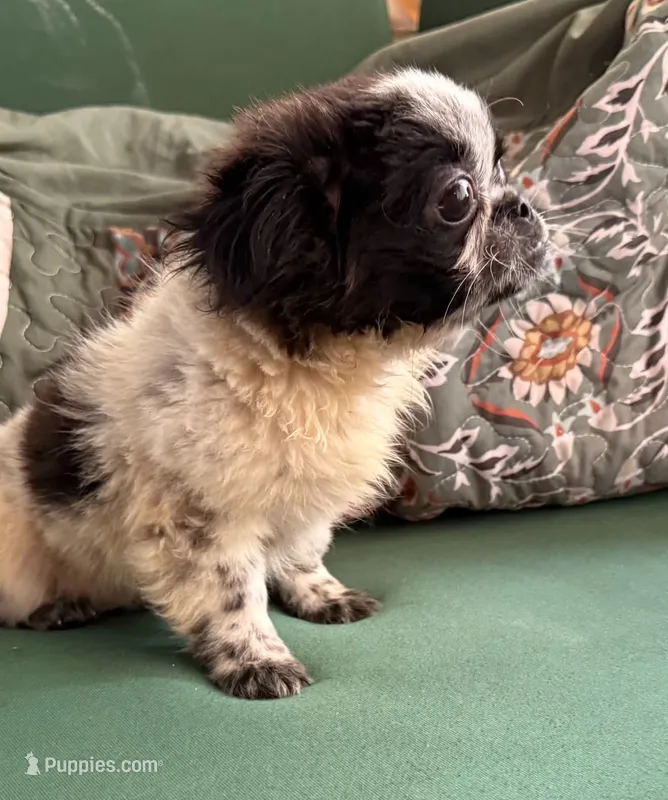 Basil – Pekingese puppy for sale in Ravenswood, WV