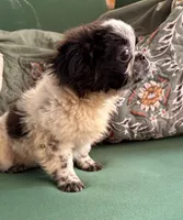 Basil, a female Pekingese for sale in Ravenswood, WV – 1 of 1