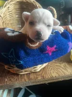 Elsa, a female Chihuahua for sale in Ravenswood, WV – 5 of 5