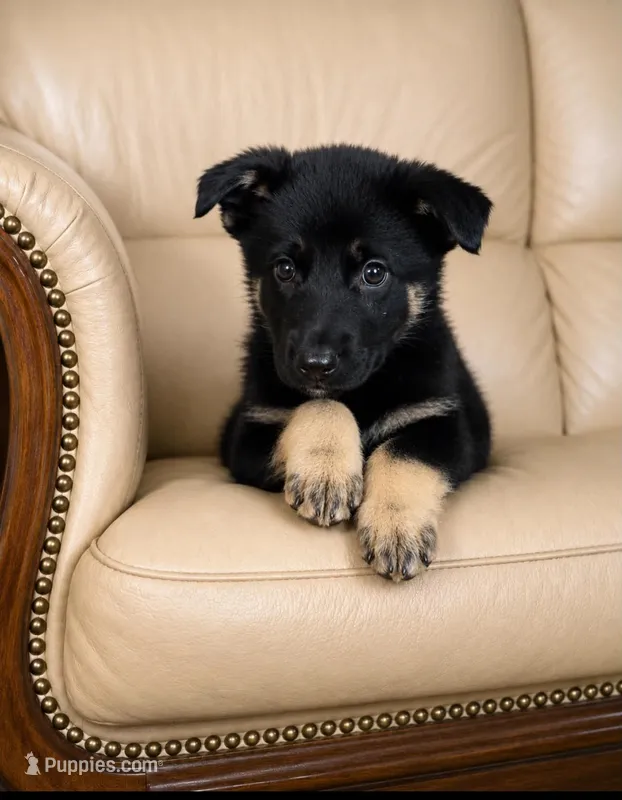 Rose – German Shepherd Dog puppy for sale in Ravenswood, WV