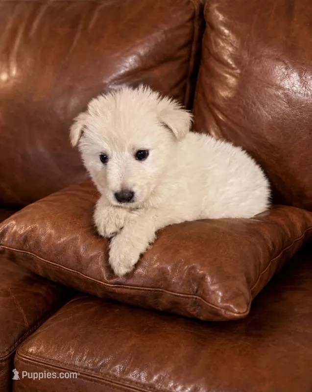 Rolo  – German Shepherd Dog puppy for sale in Ravenswood, WV