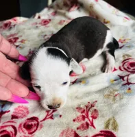 Fancy , a female Miniature Dachshund for sale in Ravenswood, WV – 4 of 4