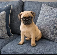 Roscoe , a male Pug for sale in Ravenswood, WV – 1 of 1
