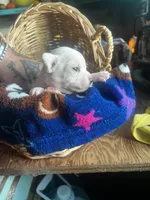 Elsa, a female Chihuahua for sale in Ravenswood, WV – 3 of 5