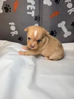 Daphne , a female Chihuahua for sale in Ravenswood, WV – Photo 2 of 5