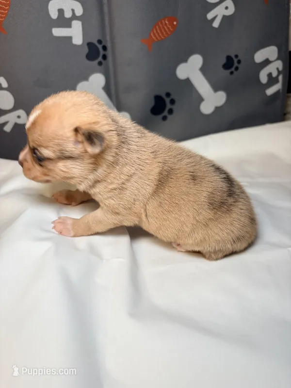 Daphne  – Chihuahua puppy for sale in Ravenswood, WV