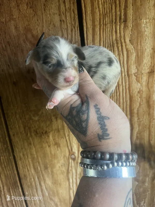 Daisy  – Miniature Dachshund puppy for sale in Ravenswood, WV