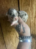 Daisy , a female Miniature Dachshund for sale in Ravenswood, WV – 1 of 4