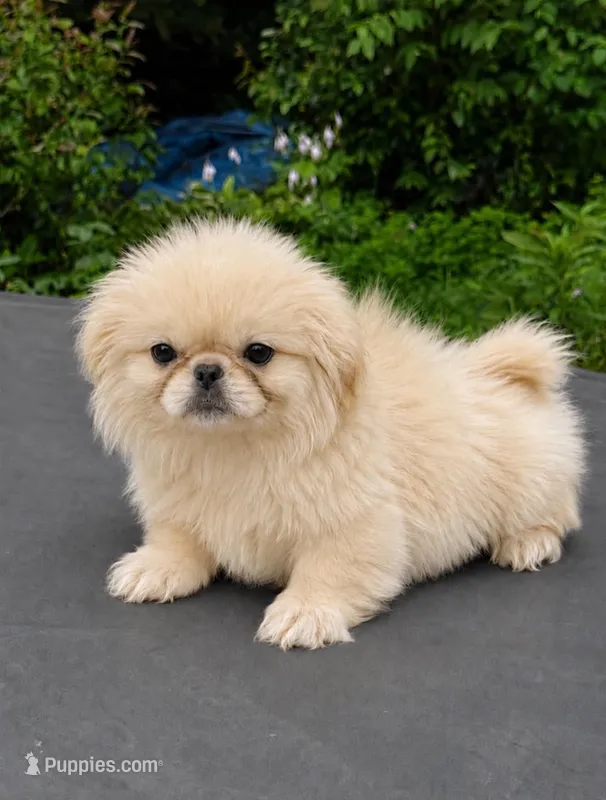 Butters  – Pekingese puppy for sale in Ravenswood, WV