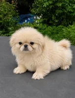 Butters , a male Pekingese for sale in Ravenswood, WV – 1 of 1