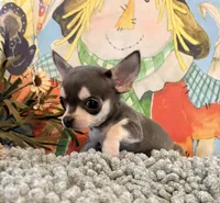 Boo berry , a male Chihuahua for sale in Ravenswood, WV – 4 of 4