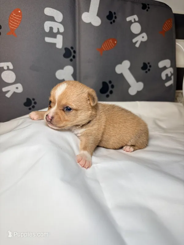 Daisy – Chihuahua puppy for sale in Ravenswood, WV