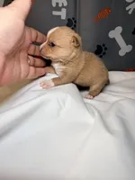 Daisy, a female Chihuahua for sale in Ravenswood, WV – Photo 2 of 5