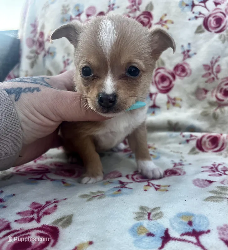 Daisy – Chihuahua puppy for sale in Ravenswood, WV